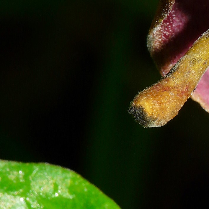 Quiz.....cosa .............??? Arisarum vulgare